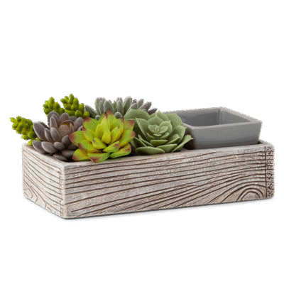 Suc-cute-lent Scentsy Warmer